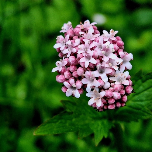 Image of Valeriana dioica by (c) Marek Hrušovský, some rights reserved (CC BY)