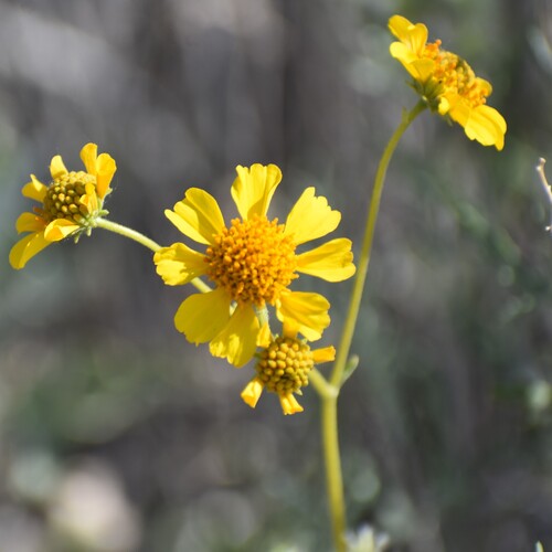 Encelia farinosa