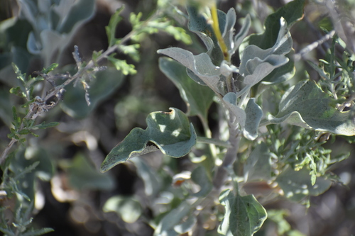 Encelia farinosa