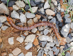 Scolopendra cataracta