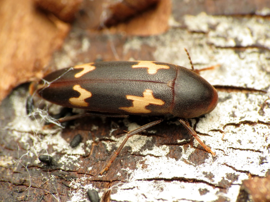 Blurry-spotted False Darkling Beetle