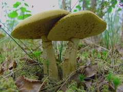 Leccinum