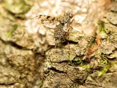Pseudotephritis corticalis