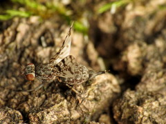 Pseudotephritis corticalis