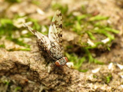 Pseudotephritis corticalis