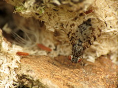 Pseudotephritis corticalis