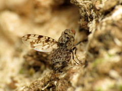 Pseudotephritis corticalis
