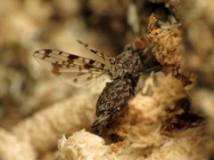 Pseudotephritis corticalis