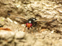 Pseudoseioptera albipes