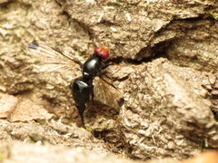 Pseudoseioptera albipes