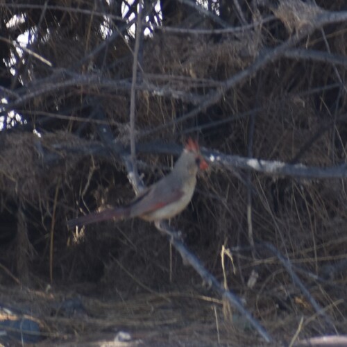 Northern Cardinal photographed in Arizona
