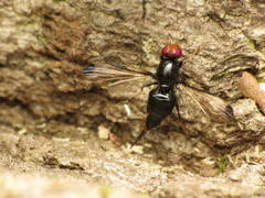 Pseudoseioptera albipes