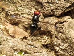 Pseudoseioptera albipes