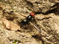 Pseudoseioptera albipes