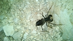 Mastigoproctus giganteus