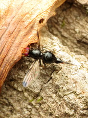 Pseudoseioptera albipes