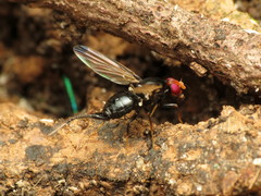 Pseudoseioptera albipes