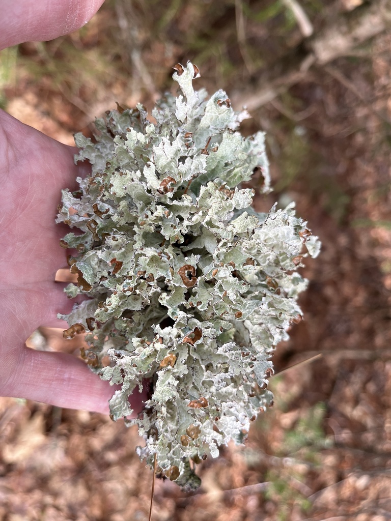 Crumpled Rag Lichen from Surry, ME, US on May 07, 2025 at 03:40 PM by ...