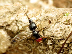 Pseudoseioptera albipes