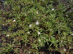 Portulaca smallii