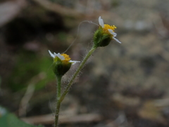 Galinsoga quadriradiata