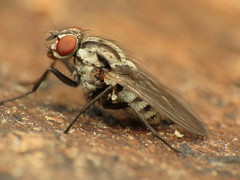 Anthomyia oculifera