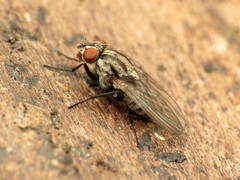Anthomyia oculifera