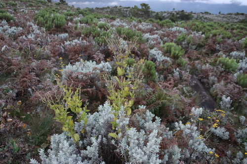 Image of Salvia nilotica by (c) Tony Rebelo, some rights reserved (CC BY-SA)