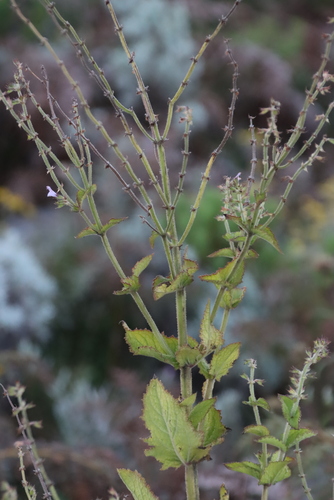 Image of Salvia nilotica by (c) Tony Rebelo, some rights reserved (CC BY-SA)