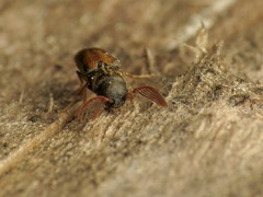 Isorhipis obliqua