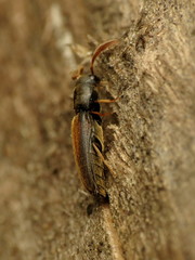 Isorhipis obliqua