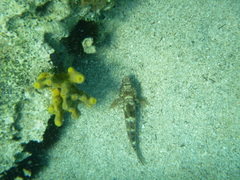 Gobius cruentatus