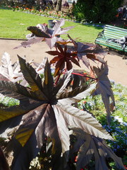 Ricinus