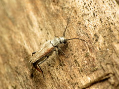 Trachysida mutabilis