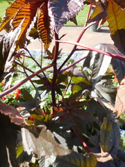 Ricinus