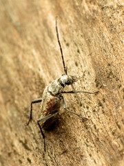 Trachysida mutabilis