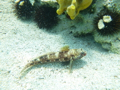 Gobius cruentatus