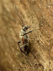 Trachysida mutabilis