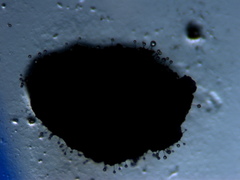 Helicocephalum