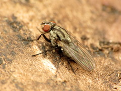 Anthomyia oculifera