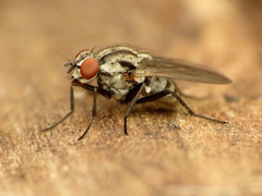 Anthomyia oculifera