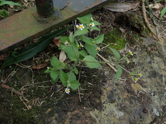 Galinsoga quadriradiata