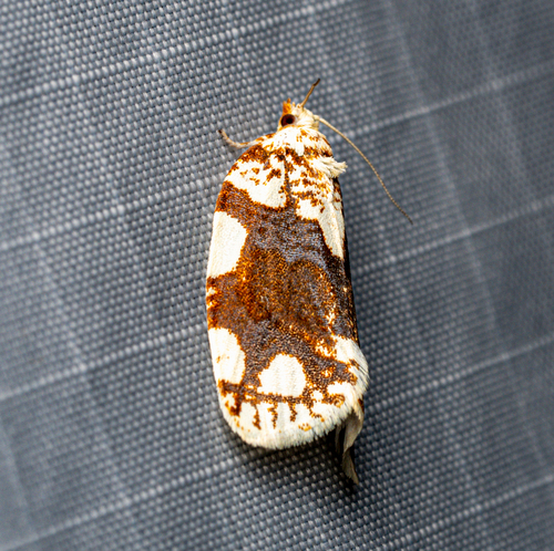 White-spotted Leafroller Moth photo 5