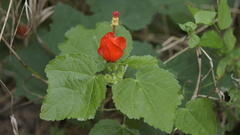 Malvaviscus arboreus drummondii