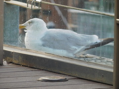Larus argentatus