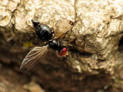 Pseudoseioptera albipes