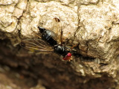 Pseudoseioptera albipes
