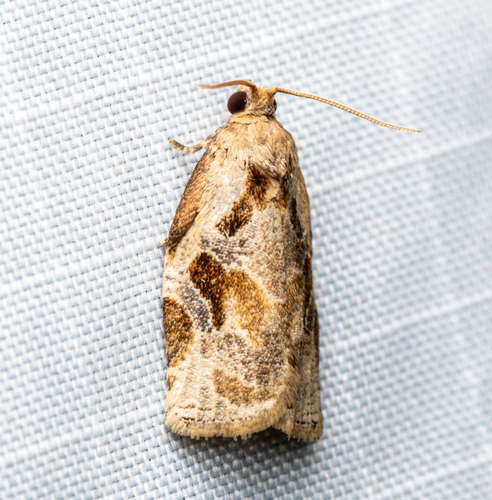 Gray Archips Moth photo 3