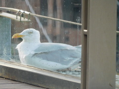Larus argentatus