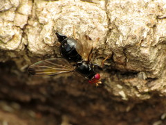 Pseudoseioptera albipes